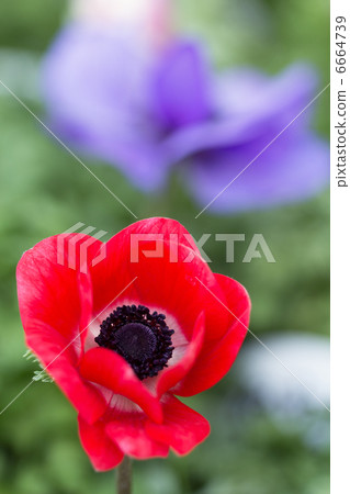 銀蓮花屬的花 6664739