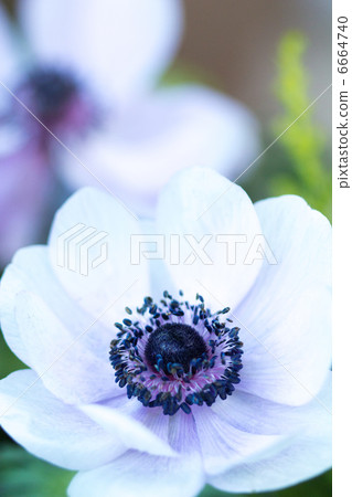 Flowers of anemone Flowers of anemone 6664740