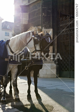 Horse Carriage in Vienna 6664747