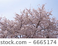 Showa Memorial Park's cherry tree 05 6665174