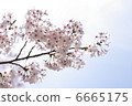 Showa Memorial Park's cherry tree 04 6665175