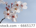 Showa Memorial Park's Cherry Blossoms 02 6665177
