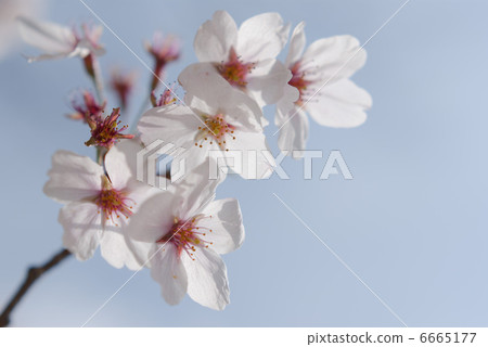 Showa Memorial Park's Cherry Blossoms 02 6665177