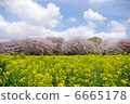 Showa Memorial Park's cherry tree 01 6665178