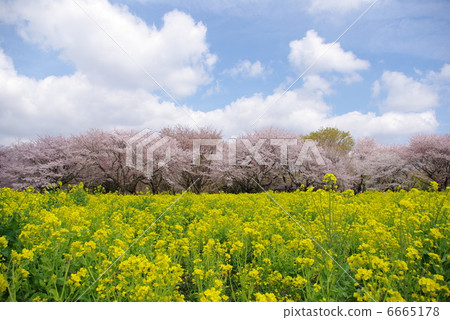 Showa Memorial Park's cherry tree 01 6665178