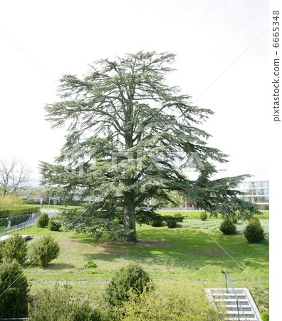 A big cedar tree in park on spring 6665348