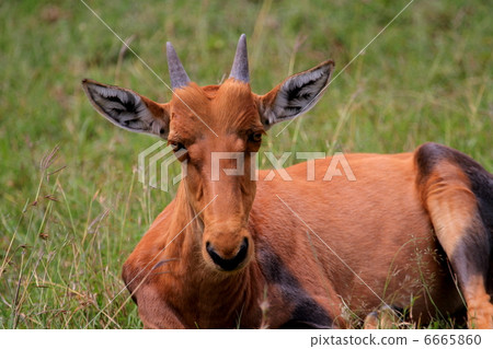 Topi's Child 6665860