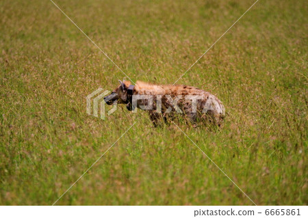 A butterfly put on a transmitter A butterfly put on a transmitter 6665861