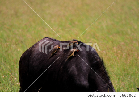 啄昆蟲的非洲水牛城蠕蟲在水牛背面 6665862