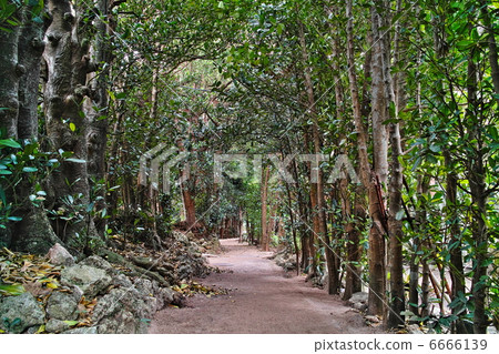 Bise Fukugi Around tree Bise Fukugi Around tree 6666139