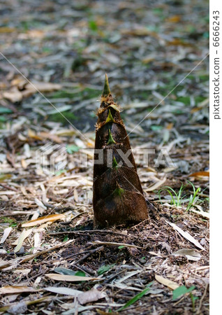 Bamboo shoots Moso bamboo bamboo shoots are thick and tasty. 6666243
