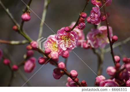 Red flower of red plum blossoming in the cold of early spring Red flower of red plum blossoming in the cold of early spring 6666331