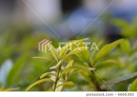 Wakaba Wakaba 6666360