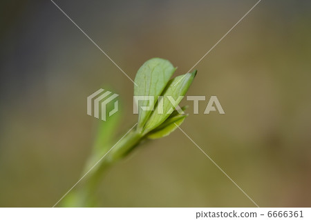 Sprout Sprout 6666361