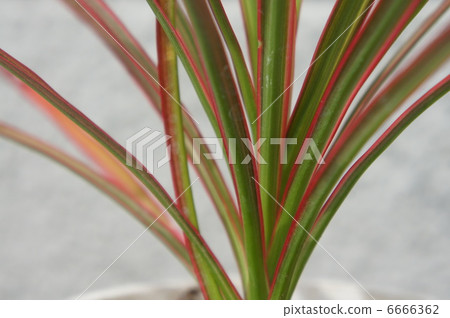 Rainbow Rainbow 6666362