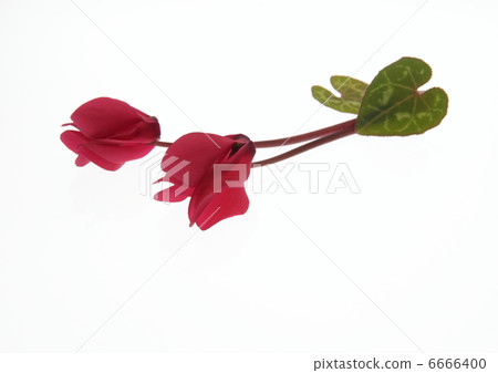 兩個白色仙客來兩個輪子有白色背景 兩個白色仙客來兩個輪子有白色背景 6666400