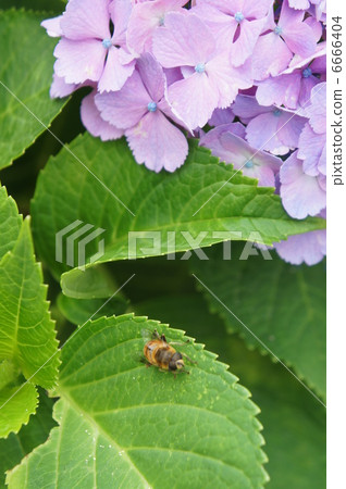 繡球花和蜜蜂 6666404