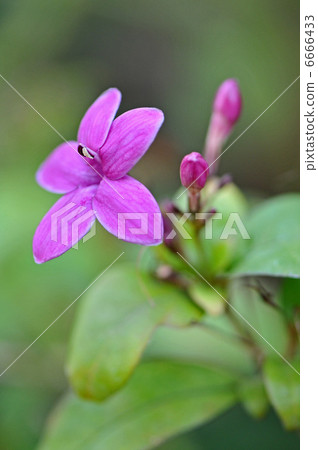 Pseudderantemum·Laxiflum 6666433