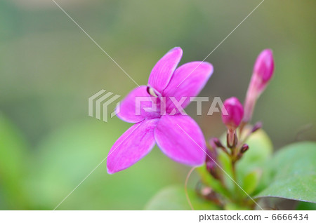 Pseudderantemum · Laxiflum 6666434