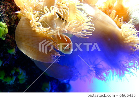 熱帶魚的微笑 6666435