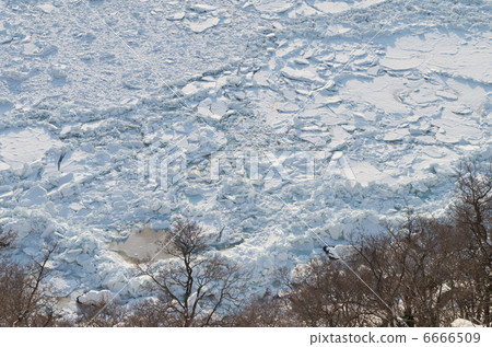Dead trees and drift ice 6666509