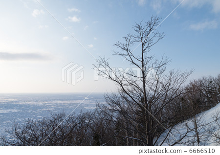 Dead trees and drift ice 6666510
