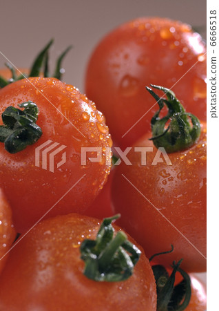 Tomato   6666518