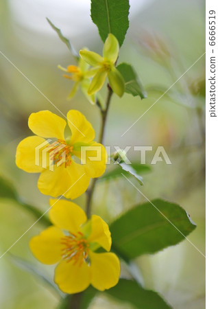 Okuna · Kiruki 6666519