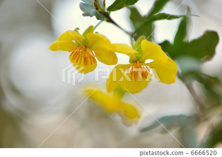 Okuna · Kiruki 6666520