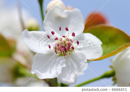 梨花 6666851