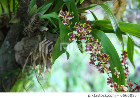 Onshijome·雪莉·寶貝 6666855