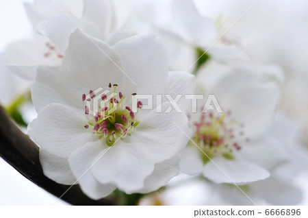 梨花 6666896