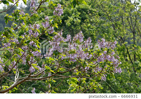 princess tree flower, Paulownia, paulownitree 6666931