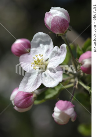 蘋果花 6667181