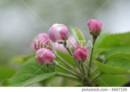 Apple flowers 6667189