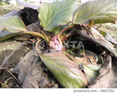 Kojama Flower Association Buds of Hymanella yukinoshita blooming in flower gardens Kojama Flower Association Buds of Hymanella yukinoshita blooming in flower gardens 6667292