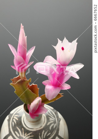 Cactus Cactus 6667652