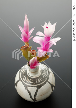 Cactus Cactus 6667653