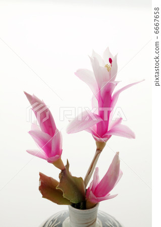 Cactus Cactus 6667658