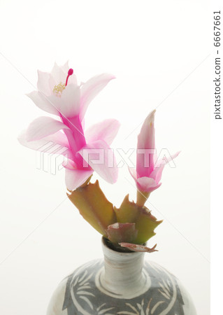 Cactus Cactus 6667661