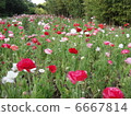 罌粟 6667814