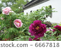 牡丹綻放 6667818