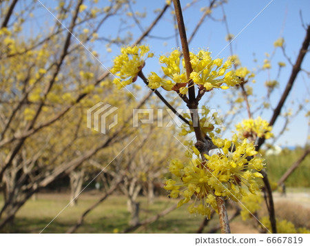 雲集 雲集 6667819