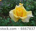 玫瑰 6667837
