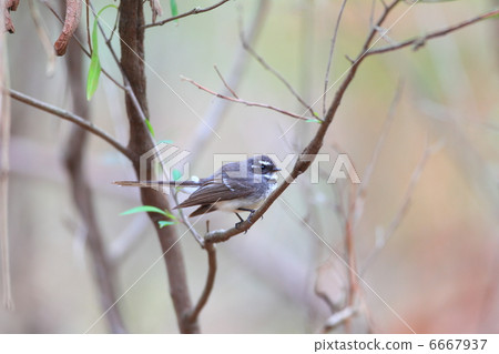 Hi Hiroshi Bitaki 6667937