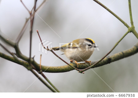 America Kikita Daki 6667938