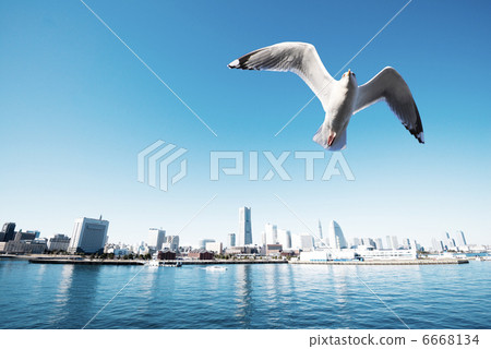 Yokohama Minato Mirai and Seagull Yokohama Minato Mirai and Seagull 6668134
