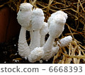 White mushroom 6668393