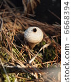 Hokoritake 6668394