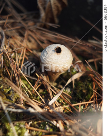 LYCOPERDON PERLATUM LYCOPERDON PERLATUM 6668394